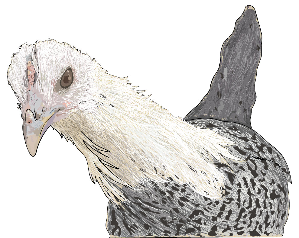 Digital Portrait of a Chicken