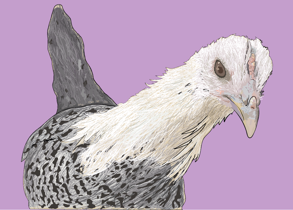 Digital Portrait of a Chicken